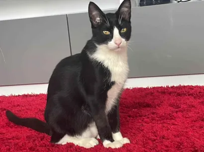 Gato raça SRD-ViraLata idade 7 a 11 meses nome Bruce