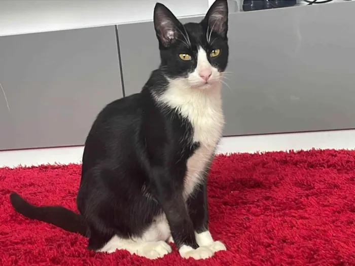 Gato ra a SRD-ViraLata idade 7 a 11 meses nome Bruce