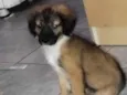 Scooby