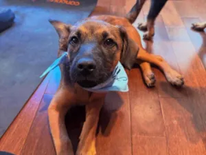Cachorro raça SRD-ViraLata idade 2 a 6 meses nome Itan 