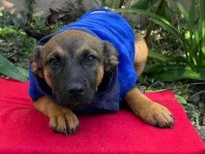 Cachorro raça SRD-ViraLata idade 2 a 6 meses nome Rick