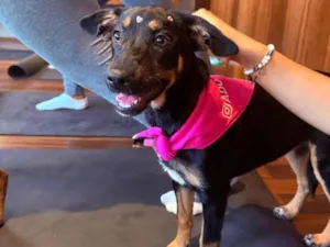 Cachorro raça SRD-ViraLata idade 2 a 6 meses nome Zoe