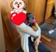 Suri