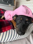 Suri
