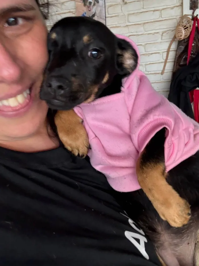 Cachorro ra a SRD-ViraLata idade 2 a 6 meses nome Suri