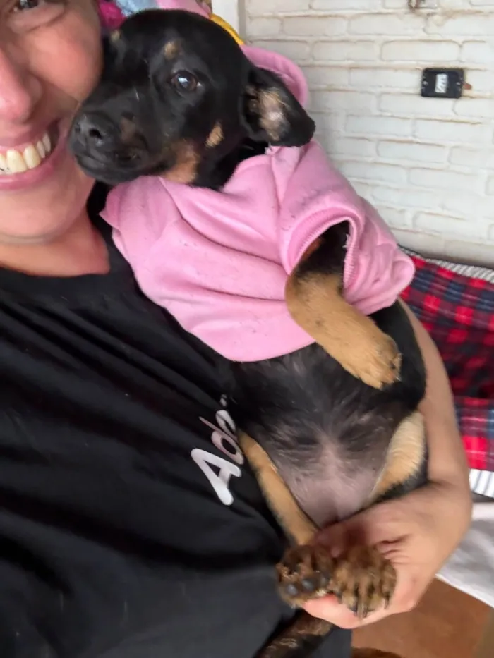 Cachorro ra a SRD-ViraLata idade 2 a 6 meses nome Suri