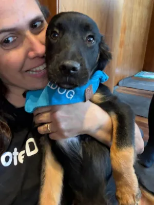 Cachorro raça SRD-ViraLata idade 2 a 6 meses nome Zion