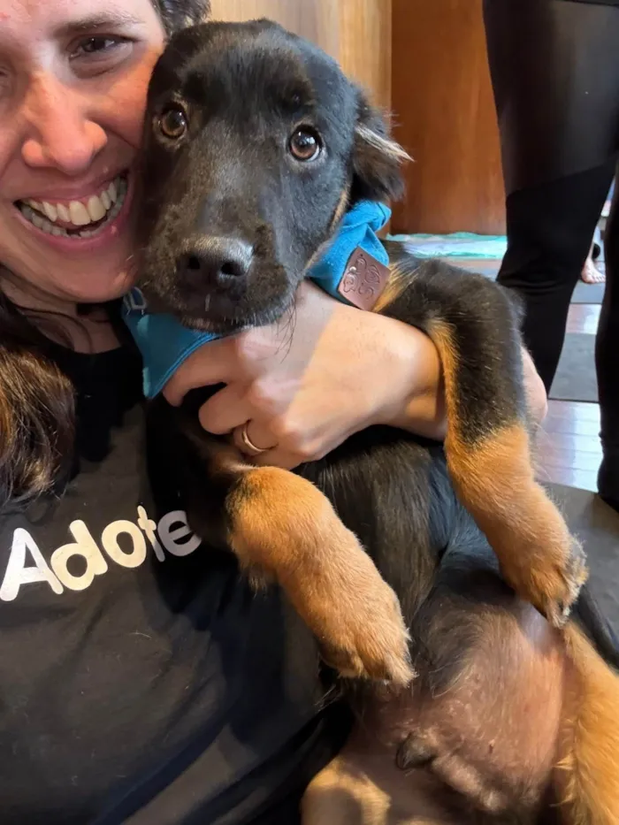 Cachorro ra a SRD-ViraLata idade 2 a 6 meses nome Zion