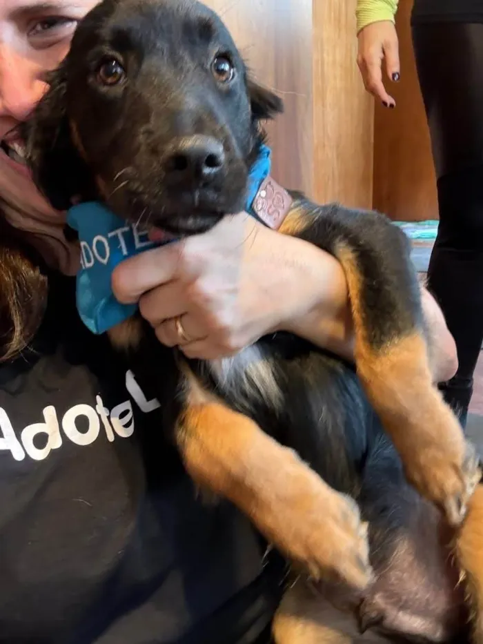 Cachorro ra a SRD-ViraLata idade 2 a 6 meses nome Zion
