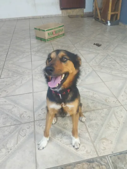 Cachorro raça SRD-ViraLata idade 2 anos nome Koda