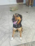 Koda