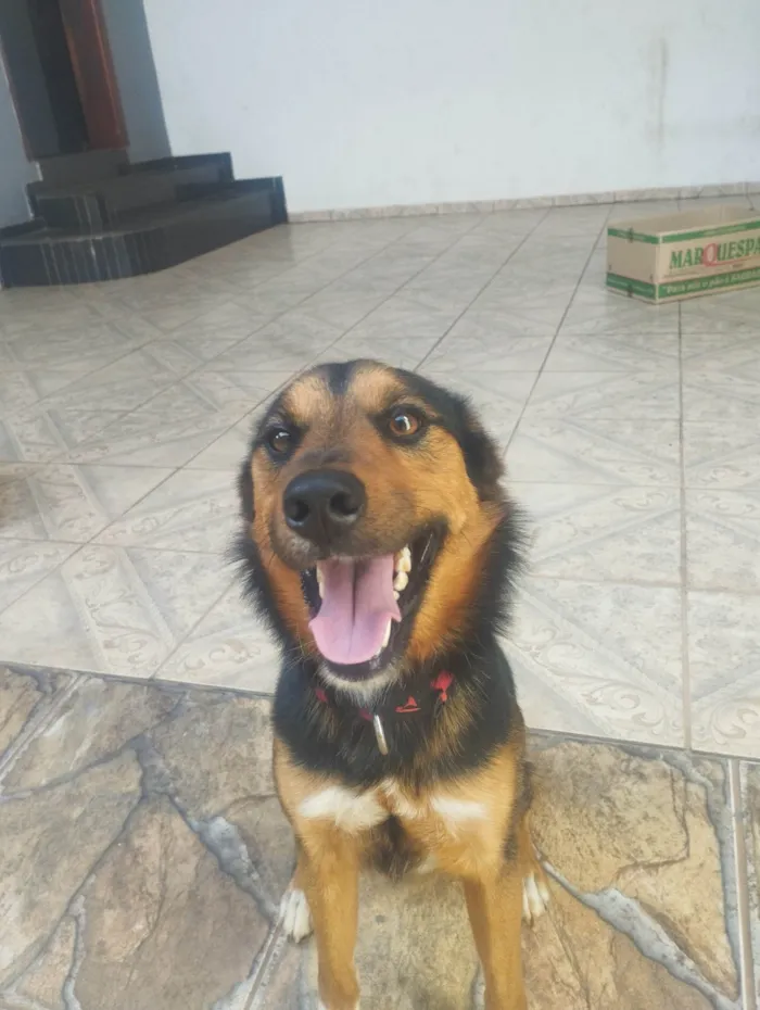 Cachorro ra a SRD-ViraLata idade 1 ano nome Koda