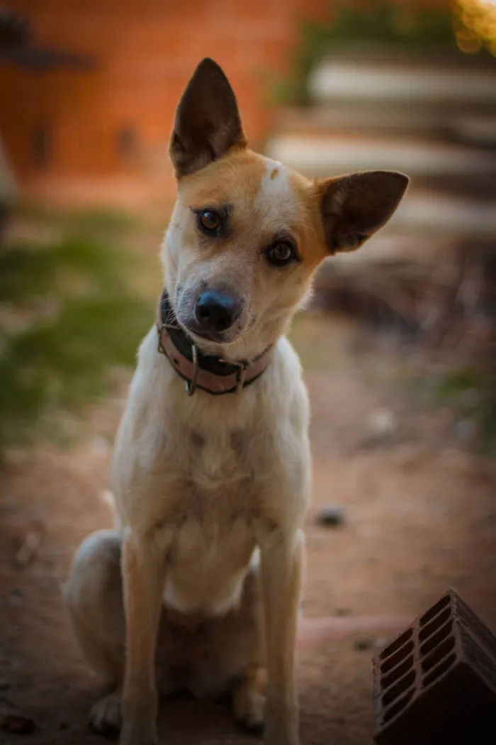 Cachorro ra a SRD-ViraLata idade 3 anos nome Zoe