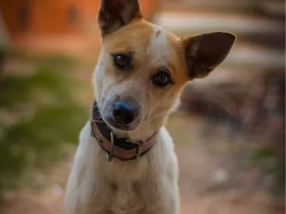 Cachorro raça SRD-ViraLata idade 3 anos nome Zoe