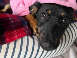 Cachorro raça SRD-ViraLata idade 2 a 6 meses nome Suri