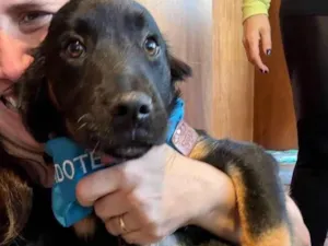 Cachorro raça SRD-ViraLata idade 2 a 6 meses nome Zion