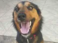 Koda