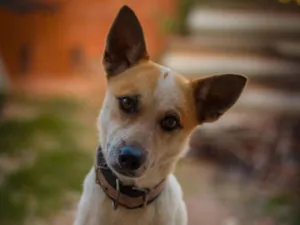 Cachorro raça SRD-ViraLata idade 3 anos nome Zoe