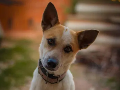 Cachorro raça SRD-ViraLata idade 3 anos nome Zoe