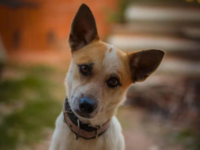 Cachorro ra a SRD-ViraLata idade 3 anos nome Zoe