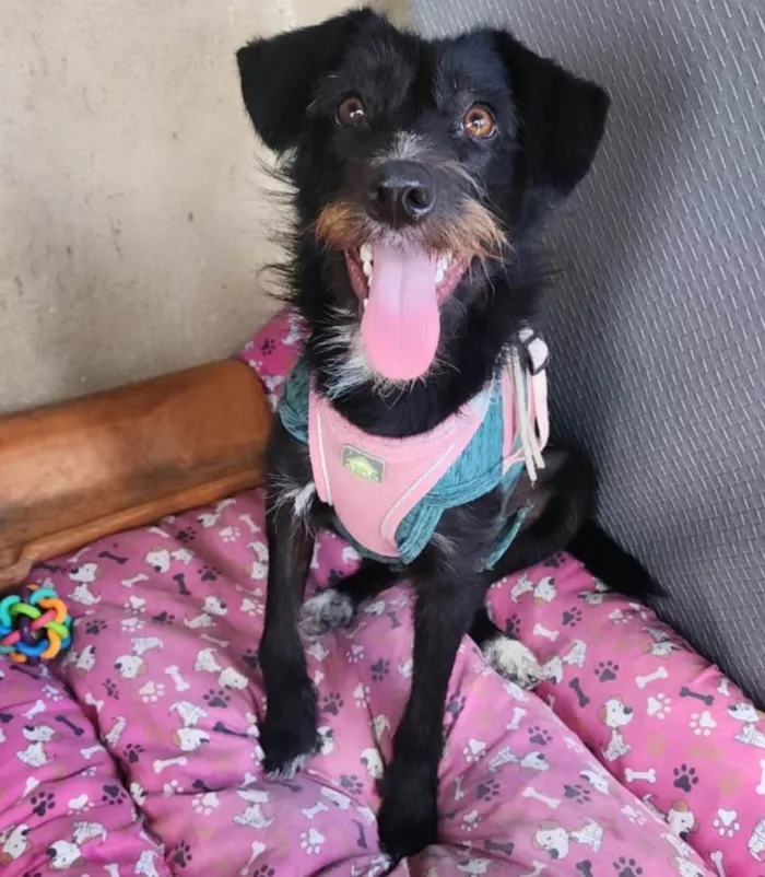 Cachorro ra a SRD-ViraLata idade 7 a 11 meses nome Belinha