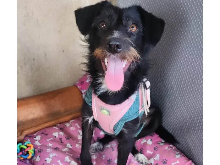 Cachorro ra a SRD-ViraLata idade 7 a 11 meses nome Belinha