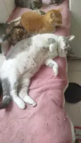 Mingau