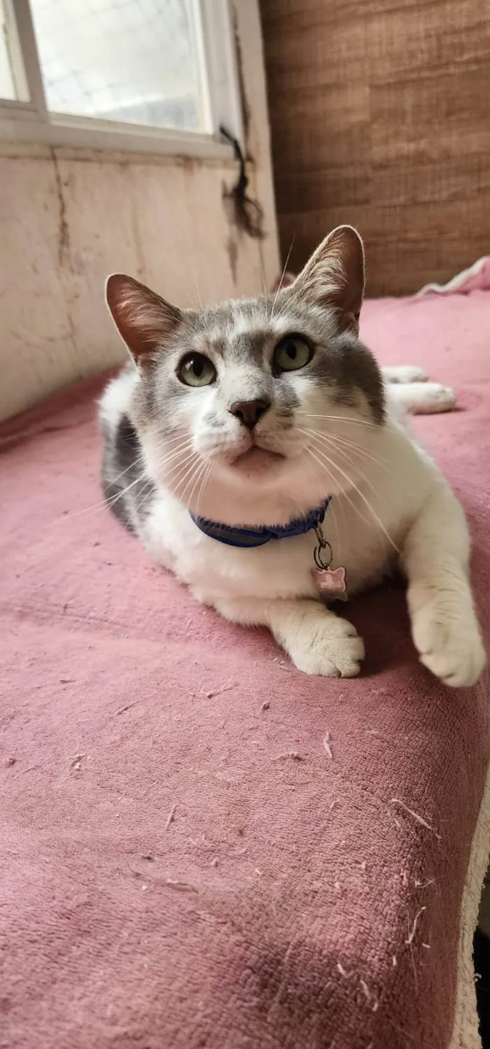 Gato ra a SRD-ViraLata idade 3 anos nome Mingau