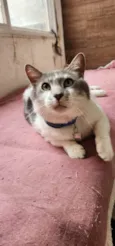 Mingau