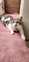 Mingau