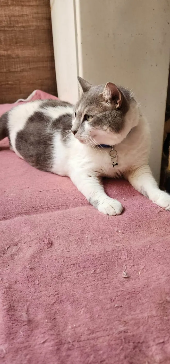 Gato ra a SRD-ViraLata idade 3 anos nome Mingau