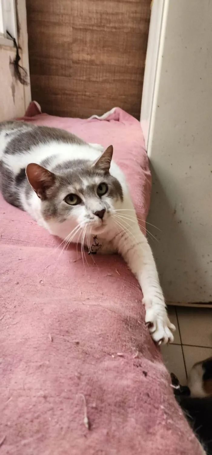 Gato ra a SRD-ViraLata idade 3 anos nome Mingau
