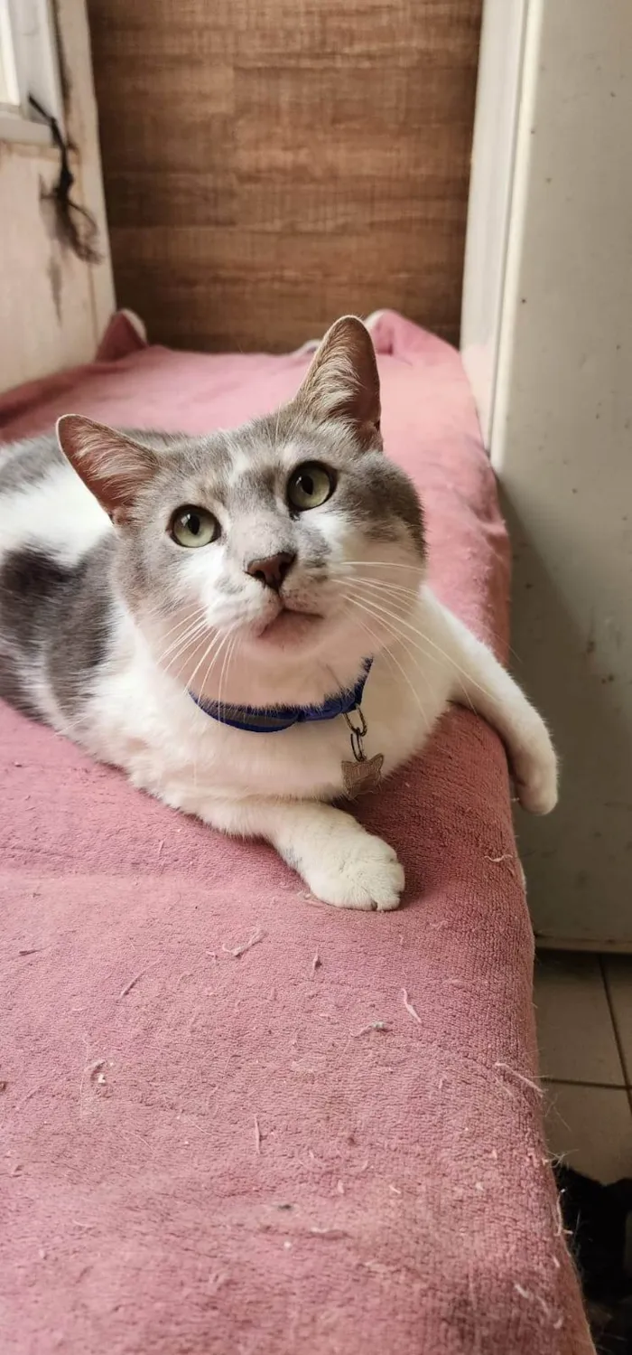 Gato ra a SRD-ViraLata idade 3 anos nome Mingau