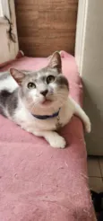 Mingau