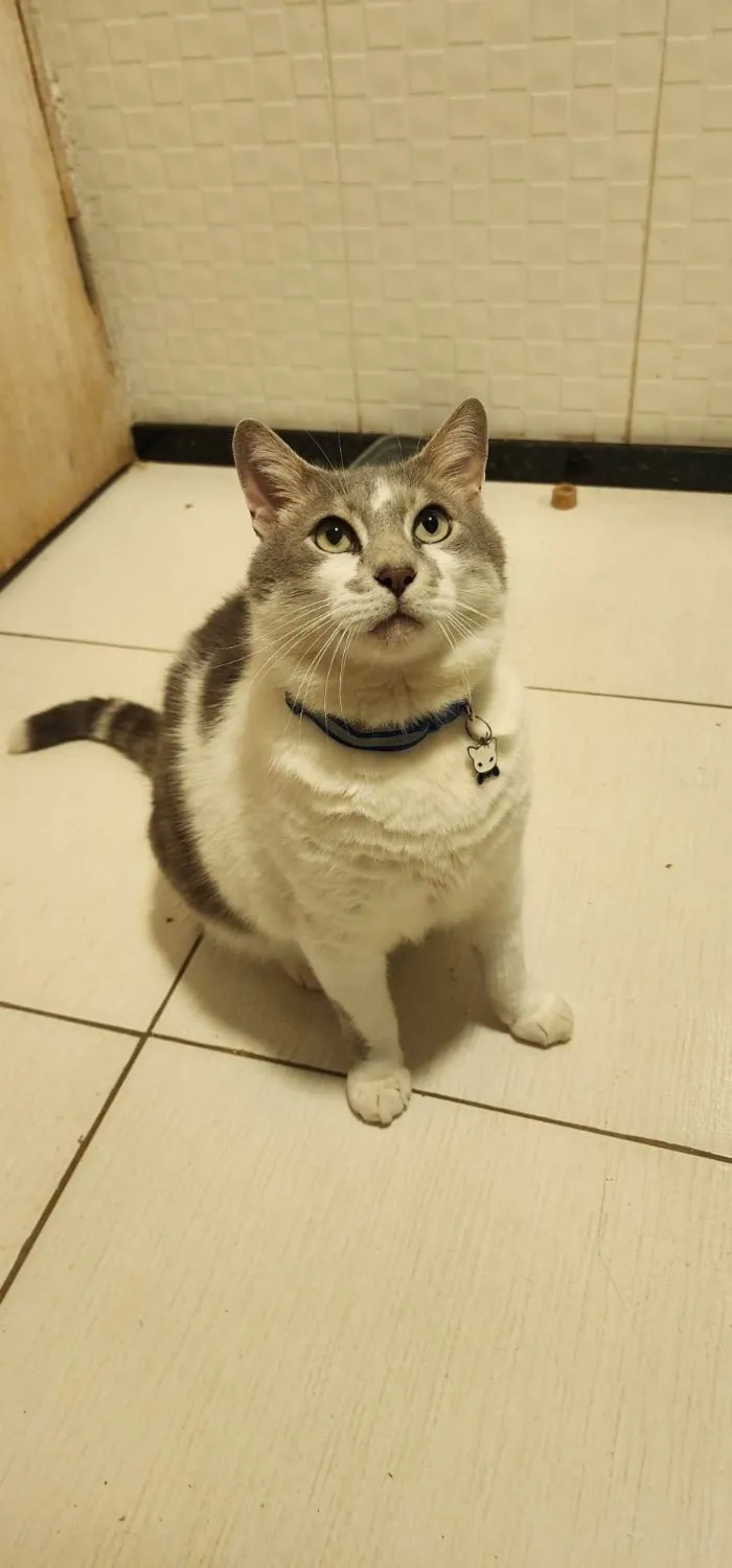 Gato ra a SRD-ViraLata idade 3 anos nome Mingau
