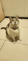 Mingau