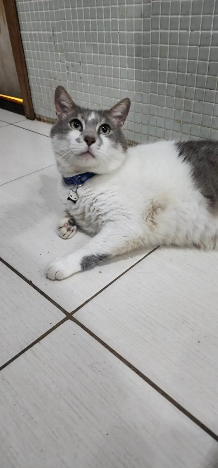 Gato ra a SRD-ViraLata idade 3 anos nome Mingau