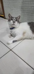 Mingau