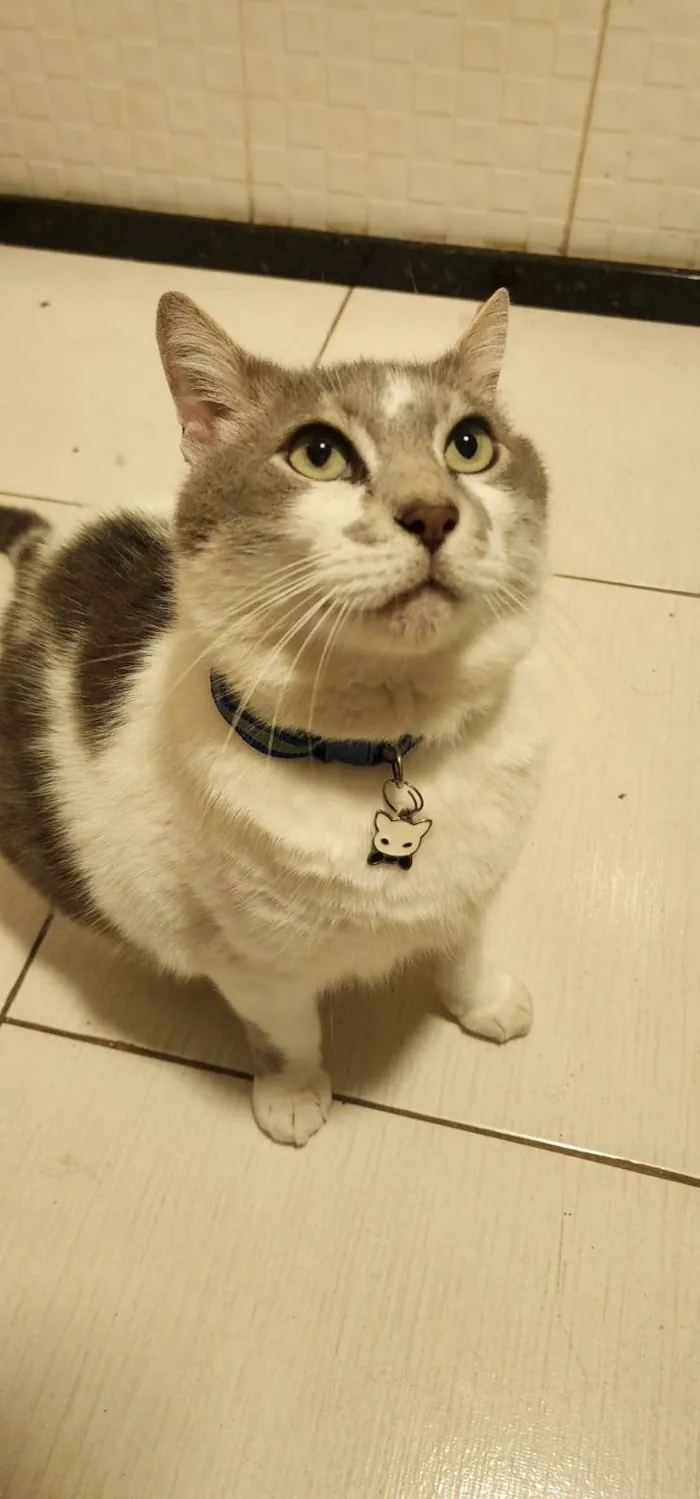 Gato ra a SRD-ViraLata idade 3 anos nome Mingau