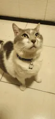 Mingau