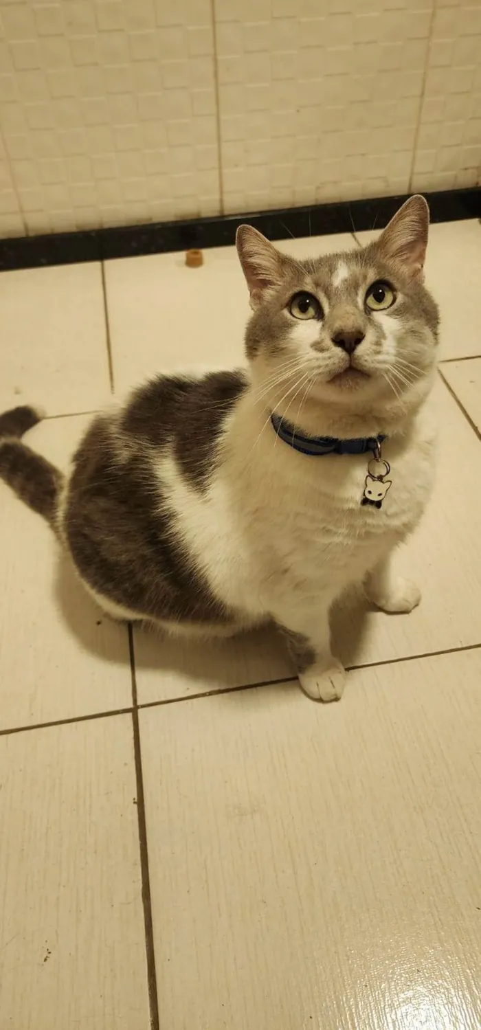 Gato ra a SRD-ViraLata idade 3 anos nome Mingau