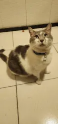 Mingau