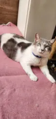 Mingau