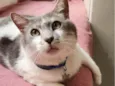 Mingau