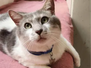 Gato raça SRD-ViraLata idade 3 anos nome Mingau