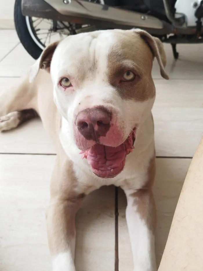Cachorro ra a Pit-Bull idade 3 anos nome Eros 