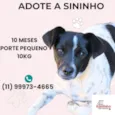 Sininho