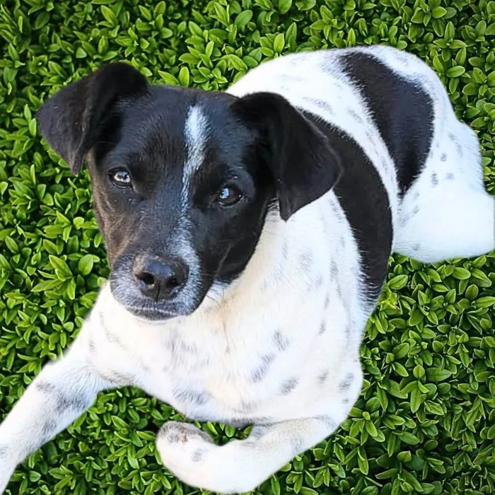Cachorro ra a SRD-ViraLata idade 7 a 11 meses nome Sininho