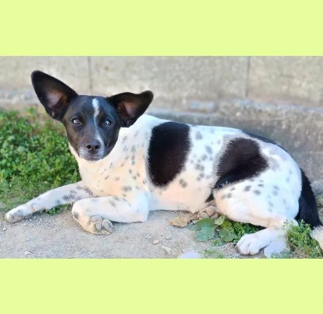 Cachorro ra a SRD-ViraLata idade 7 a 11 meses nome Sininho