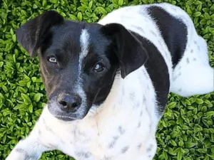 Cachorro raça SRD-ViraLata idade 7 a 11 meses nome Sininho
